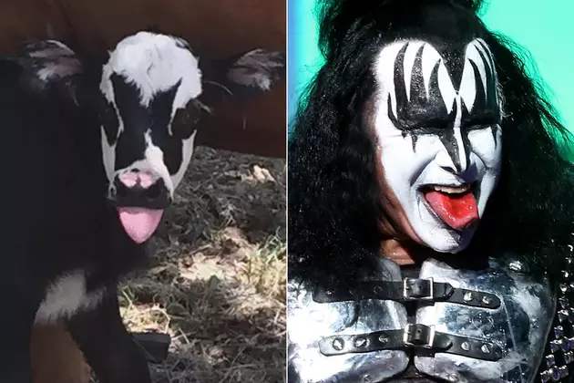 If Gene Simmons Was a Cow