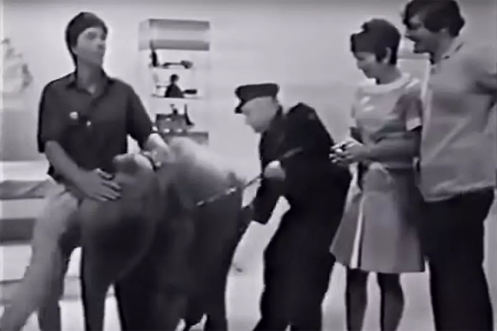 50 Years Ago: A Baby Elephant Brings British TV to a Standstill