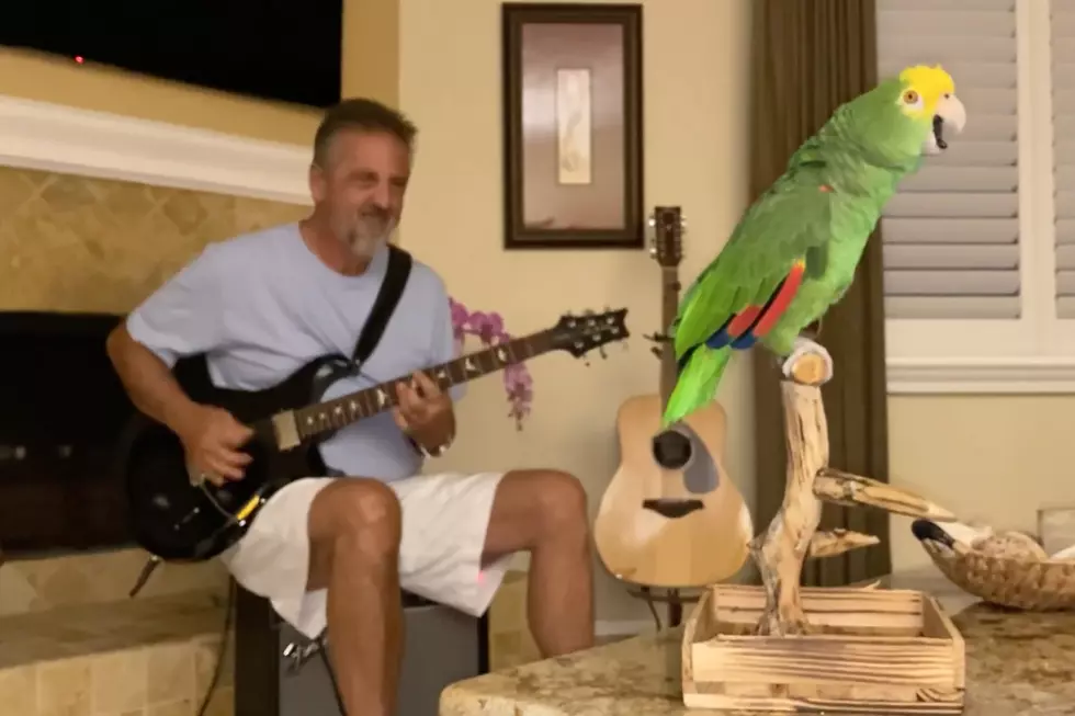 Watch a Parrot Sing Along With Led Zeppelin, Van Halen and More