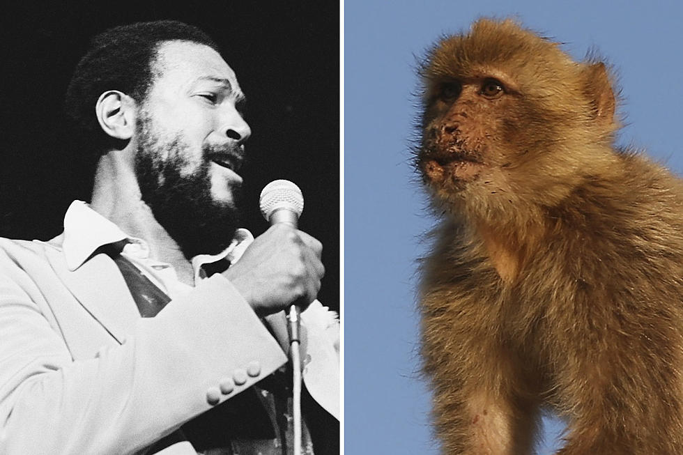 Could Marvin Gaye Help Save a Species of Monkeys?