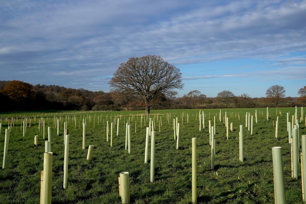 Tree Tracks: 40 Songs for Arbor Day