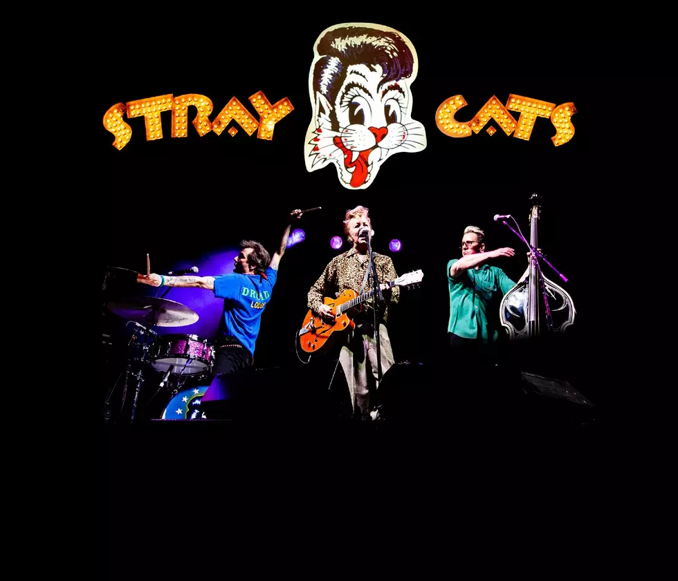 stray cats 2026