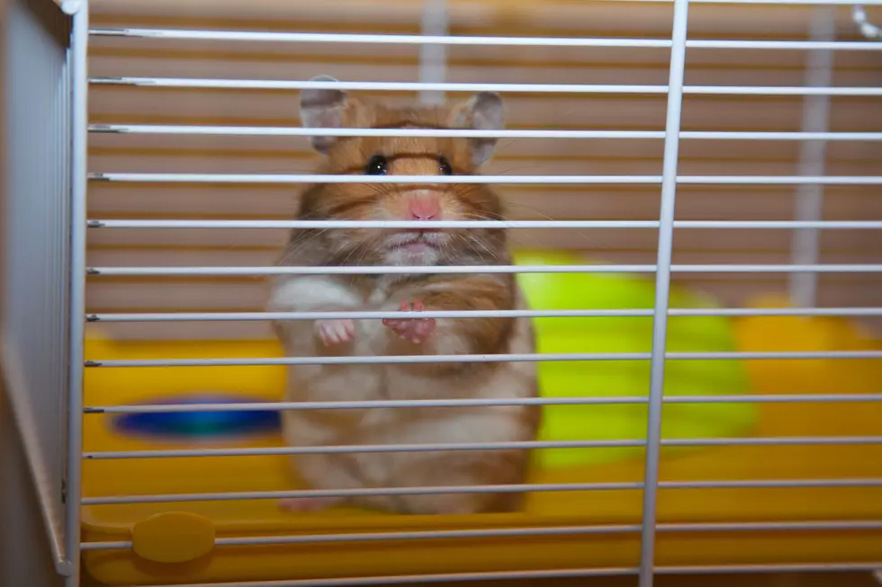 A Sad Hamster in a Cage