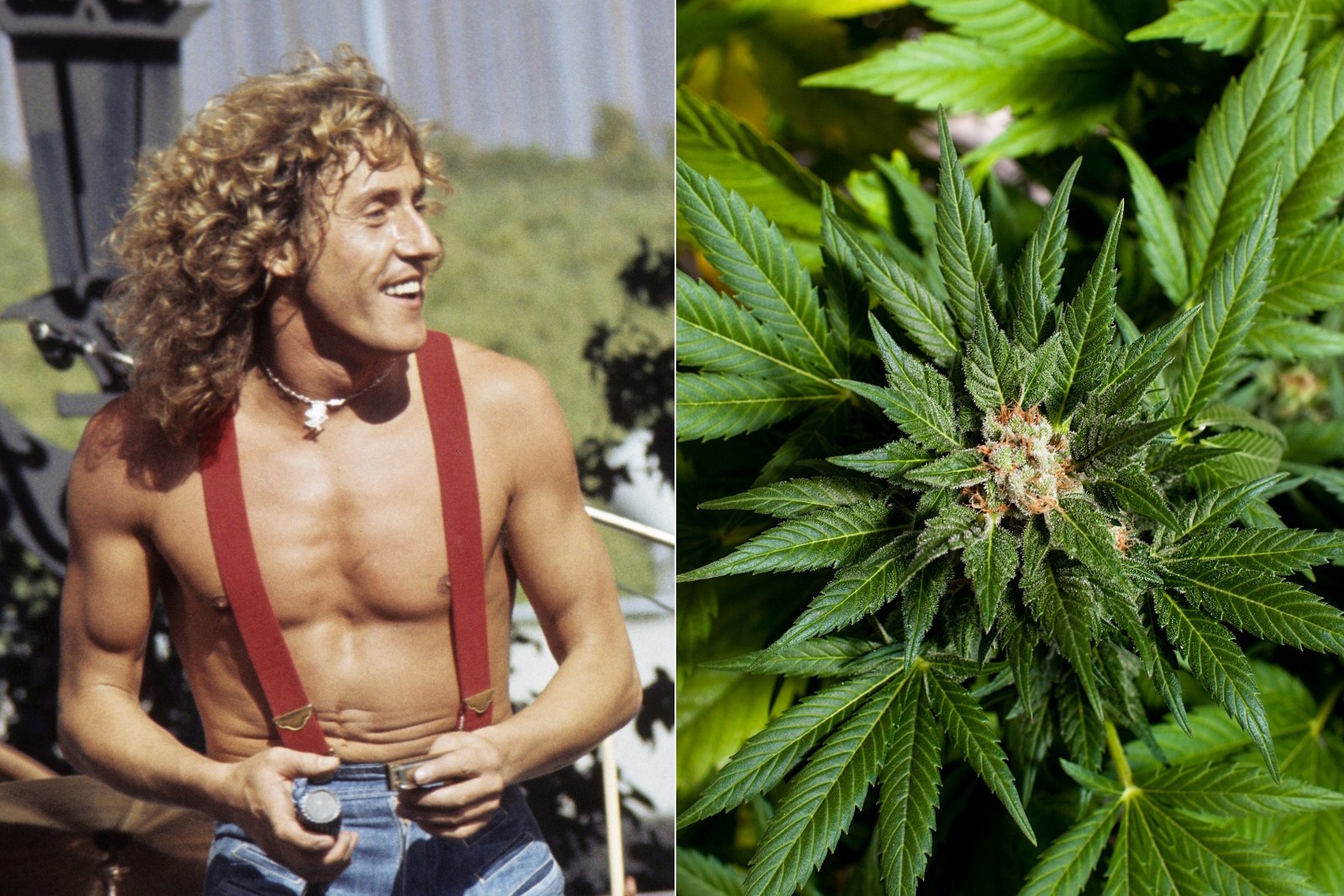How the Who's Fans Turned a Baseball Stadium Into a Pot Farm