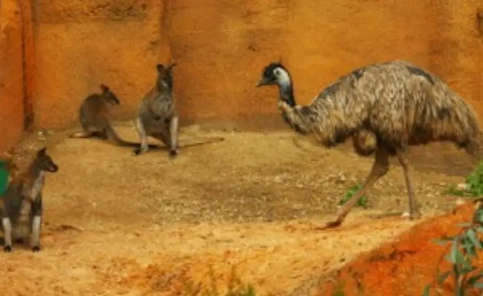 Sticky Fingers Responsible for Missing Emu Eggs