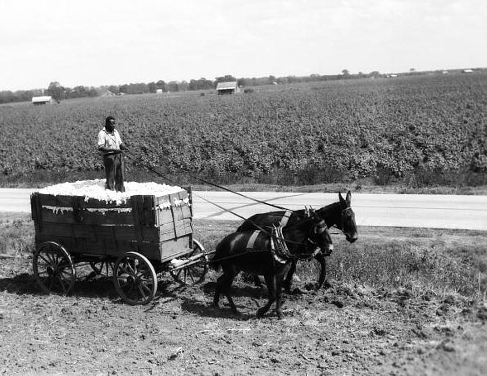 Find A Mule! And Other Ways To Beat High Gas Prices