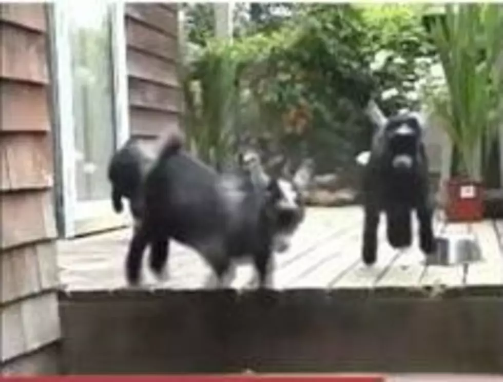 Baby Goat Stampede [Video]