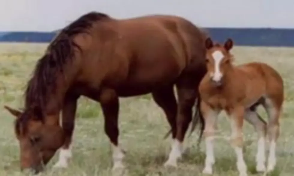 Shhhh&#8230; A Real Life Horse Whisperer Could Change Your Life