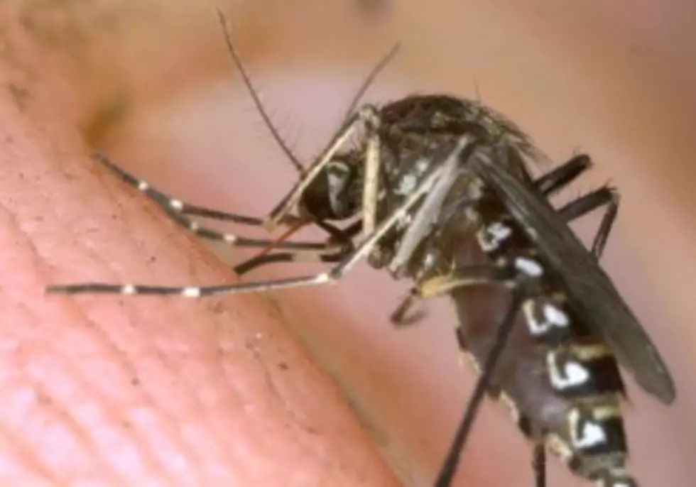 Why The Cold Weather Won&#8217;t Mean Fewer Mosquitoes