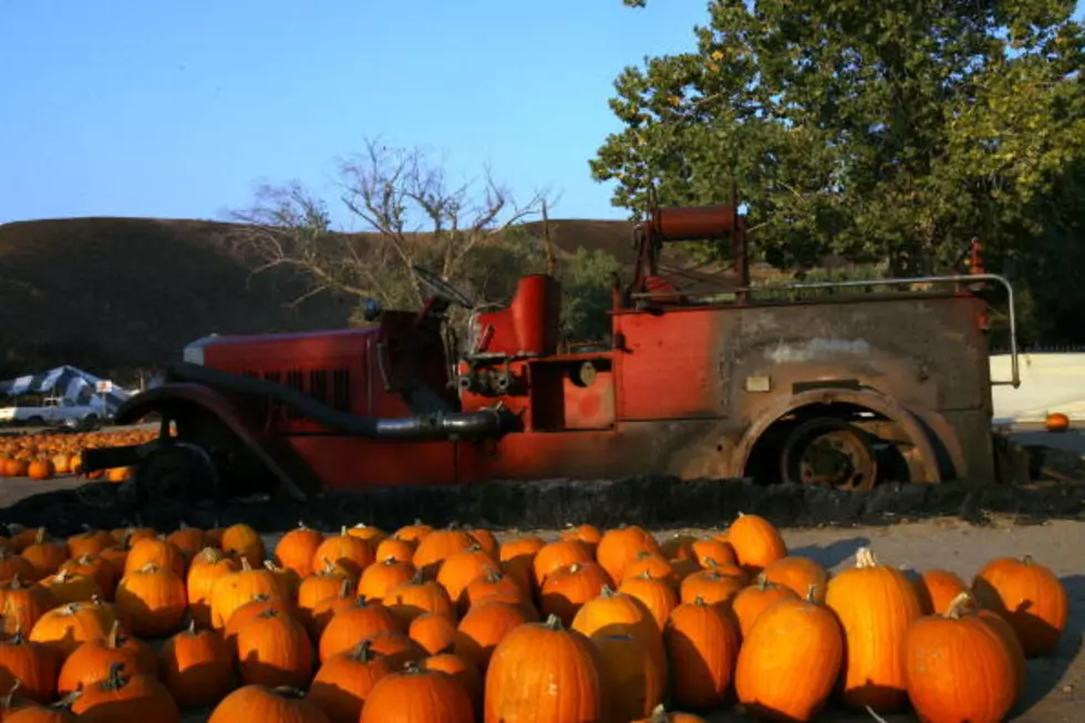 Best Places to Buy Pumpkins in Lafayette For Halloween