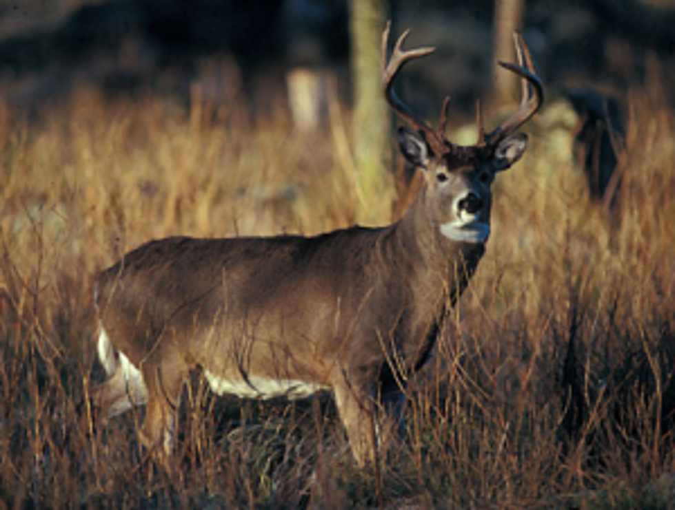 Big Buck Taken Illegally In Avoyelles Parish