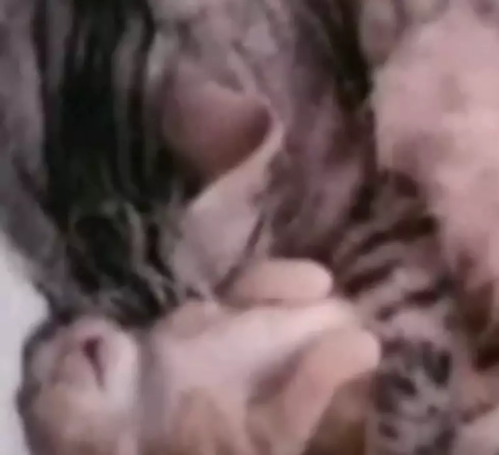 Cat’s Heart Warming Snuggle With Scared Kitten  – [Video]