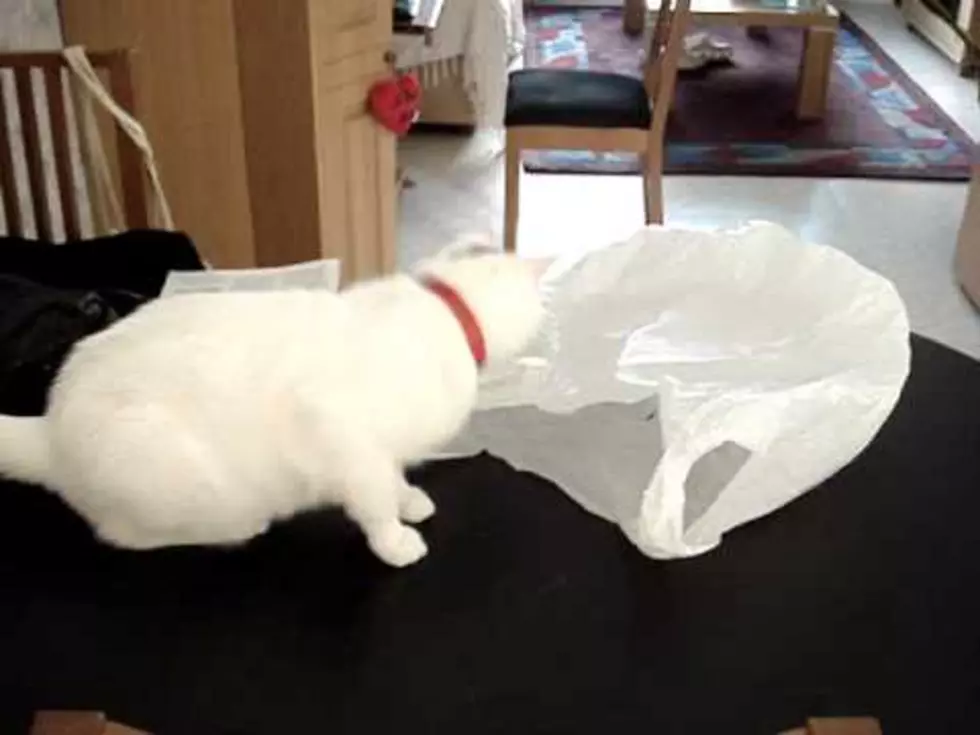 Funniest Cat vs. Plastic Bag Video Ever? [Video]