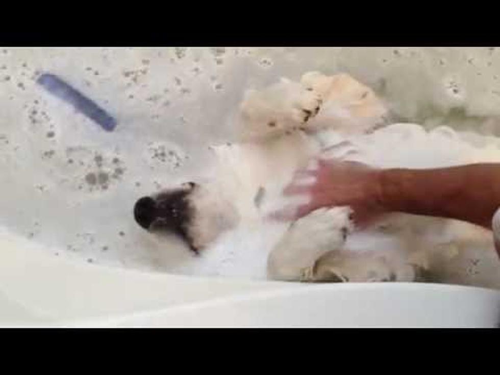 Dog Really Enjoys His Bath [Video]