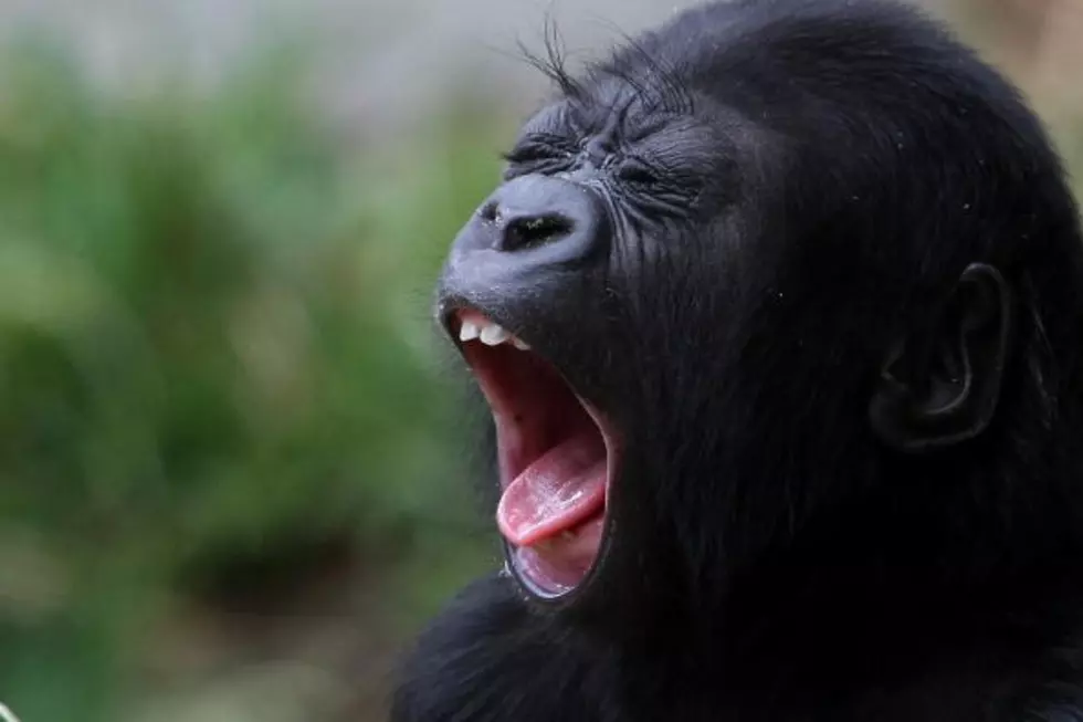 Gorilla Predicts Super Bowl Winner