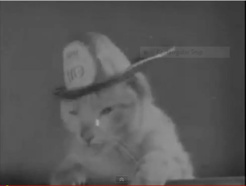 Mickey The Firefighting Cat [Video]