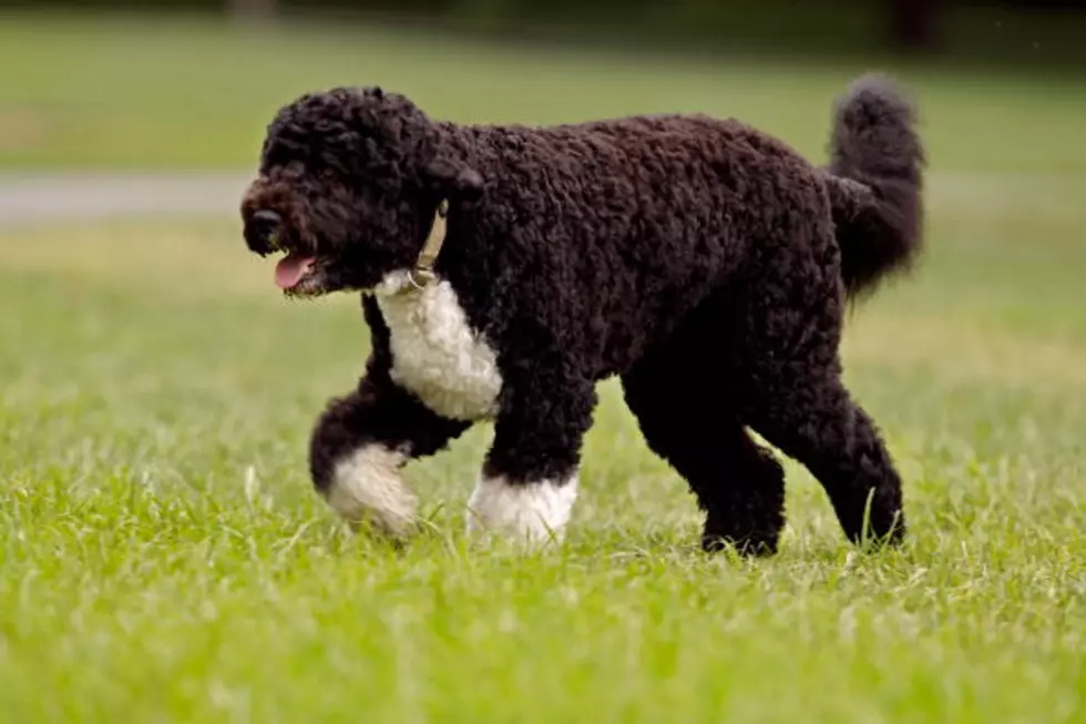 First DAWG Bo Does Easter Bunny Roll [VIDEO]