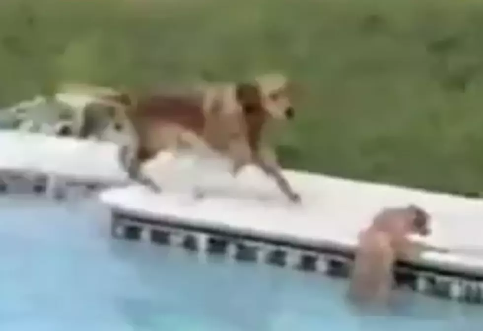 Dog Saves Puppy from Drowning in a Pool [Video]