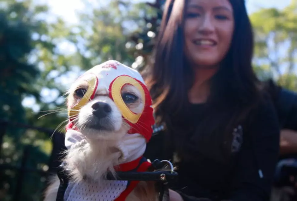 Halloween Costumes Go To The Dawgs