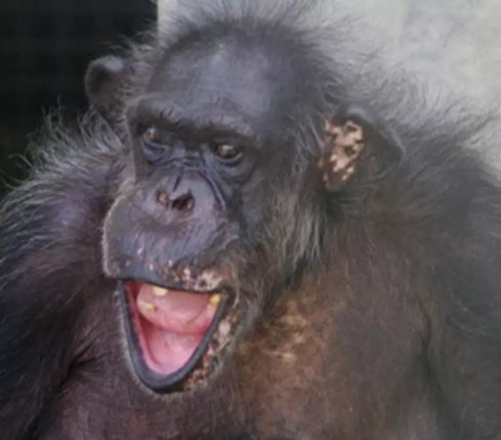 Louisiana Research Primates Being Moved To Georgia