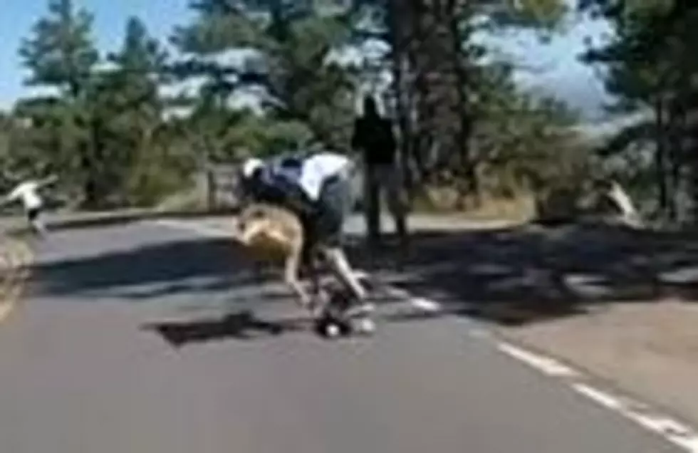Skateboarder Hits Deer At 40mph [Video]