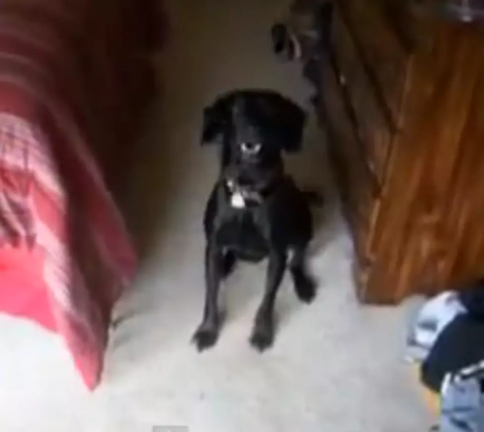 Dog Knows The Difference Between “Bath” And “Walk” [Video]