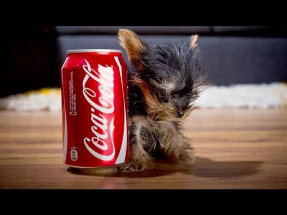 World’s Smallest Dog? [Video]