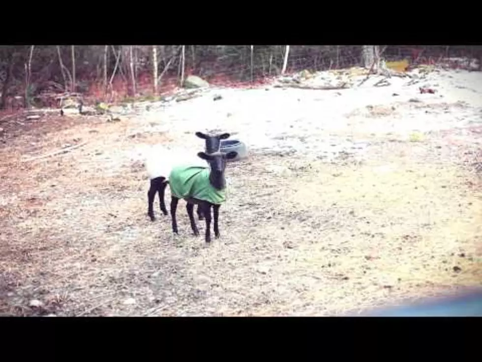 Hilariously Funny Screaming Sheep [Video]