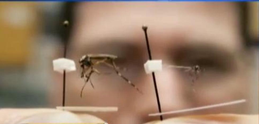 Giant Mosquitoes Set to Invade Florida This Summer