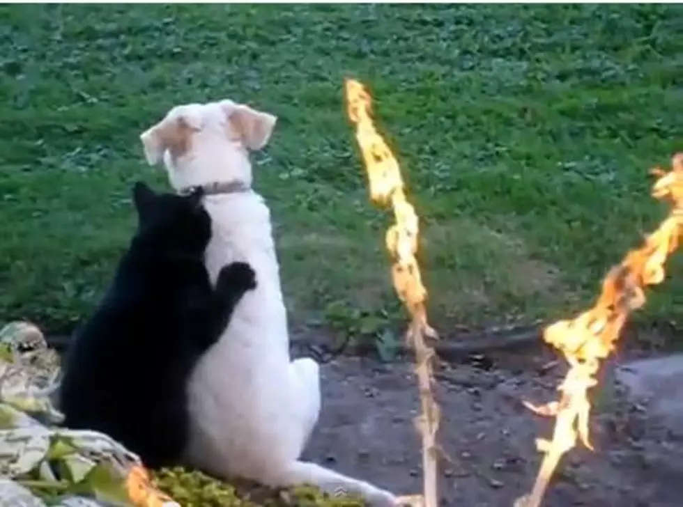 Kitty Gives Dog Massage [Video]