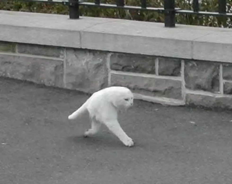 Google Street View Catches Evidence Of A Mythical Creature &#8211; Meet Half Cat!