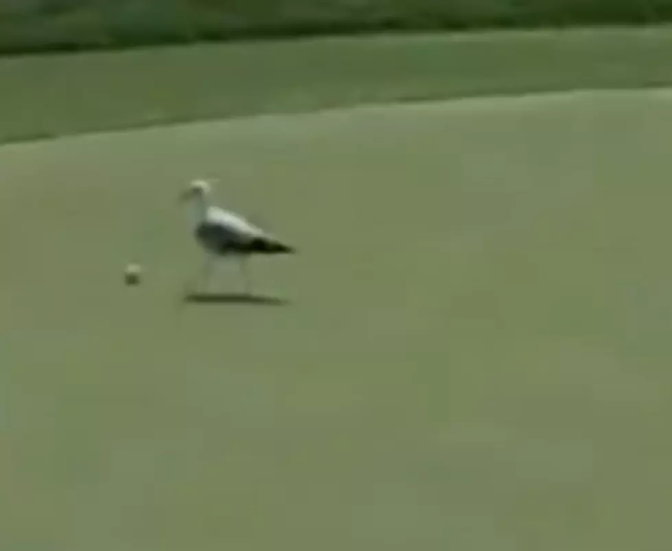 The Weirdest Way a Golfer Could Ever Make a “Birdie” – [Video]