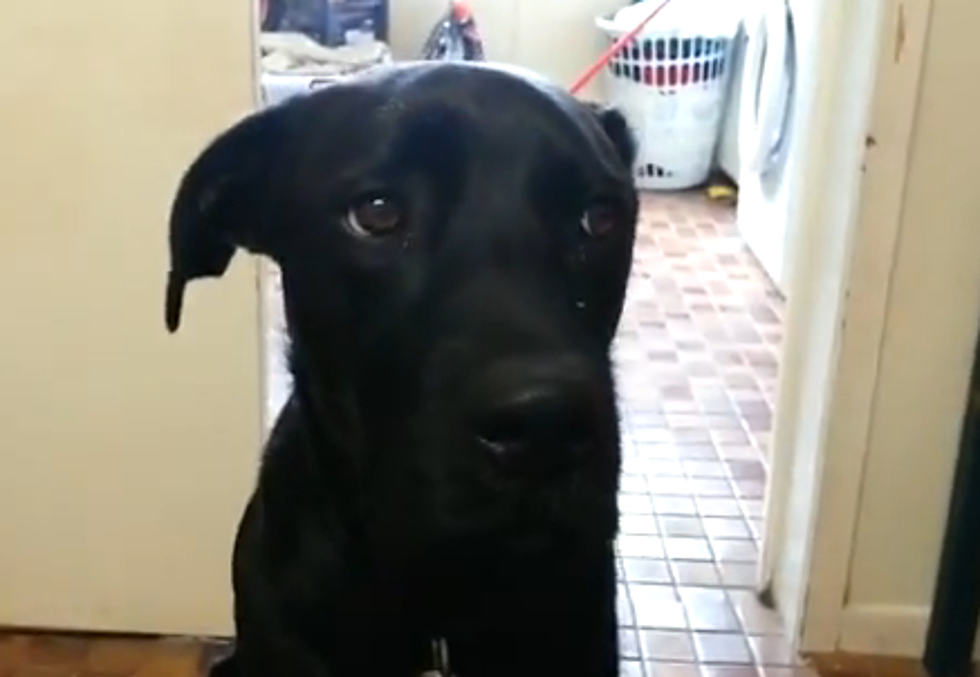 Awesome Aussie Wedding Proposal Includes The Dog [Video]