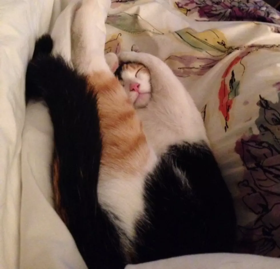 Why Are Cats So Awesomely Weird? [Video]