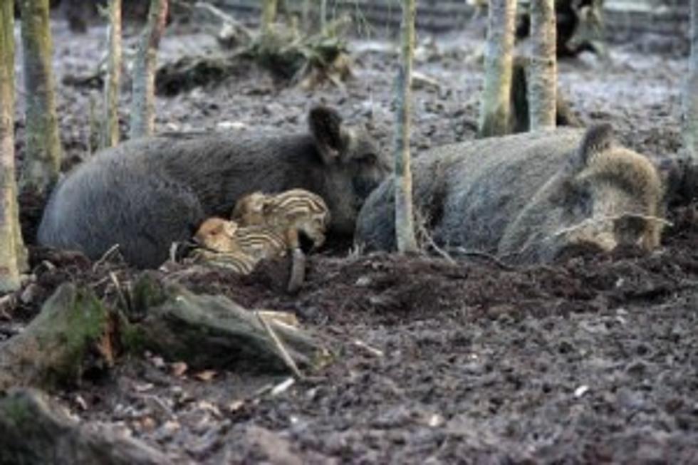 The Louisiana Wetlands Next Big Threat &#8211; Wild Pigs