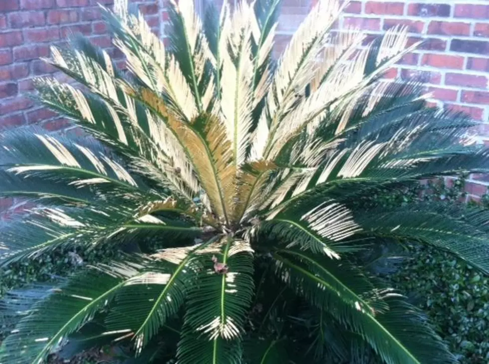 Frost Damaged Sago Palms?  Here&#8217;s What You Do