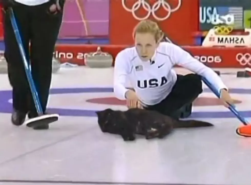 You Need To Watch ‘Cat Curling’ Right Now [Video]