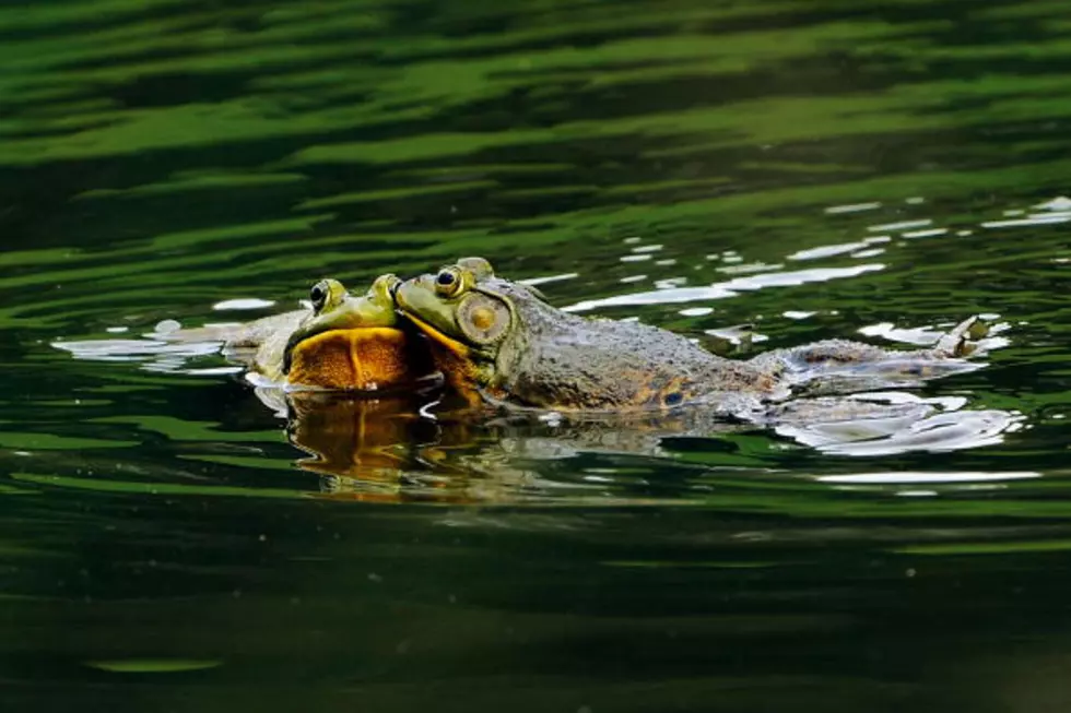 Cajun Frog Fest in Henderson