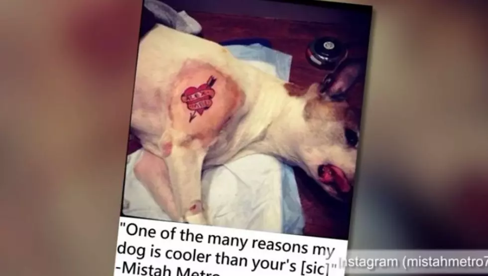 Man Tattoos His Dog While Sedated, Animal Cruelty Or Not? [Video]