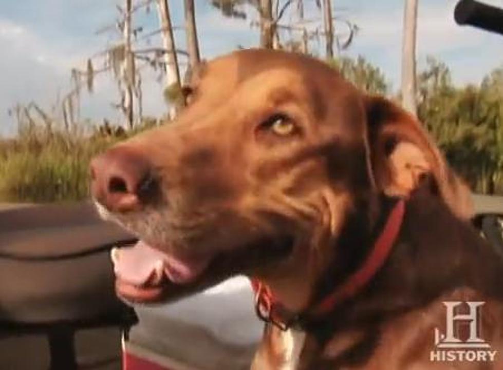 &#8216;Swamp People&#8217; Dog Tyler Dies at 13 Due to Heart Failure