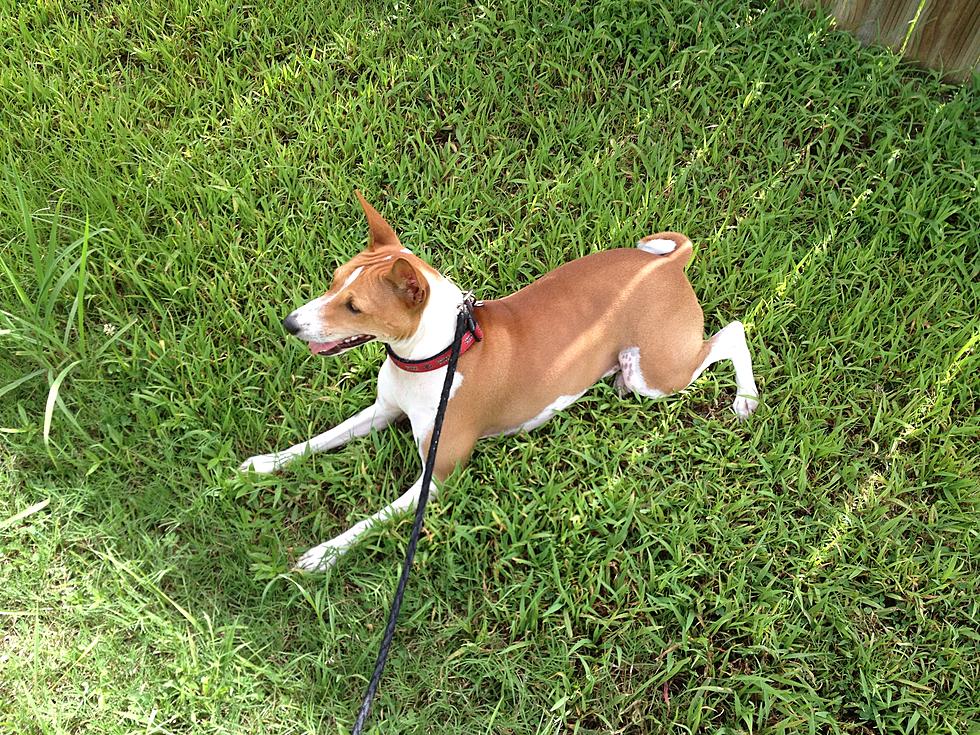 Jude’s Dog Might Have Let Out the Longest Howl in the History of Howls [Video]