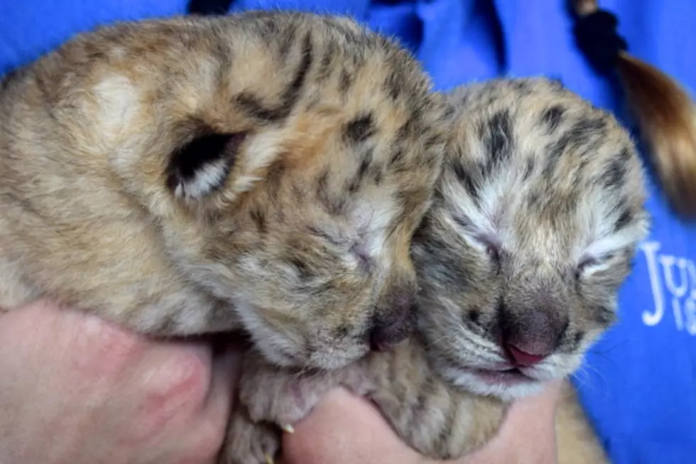 Live ‘Tiger Cam’ at Baton Rouge Zoo is Completely Adorable [WATCH]