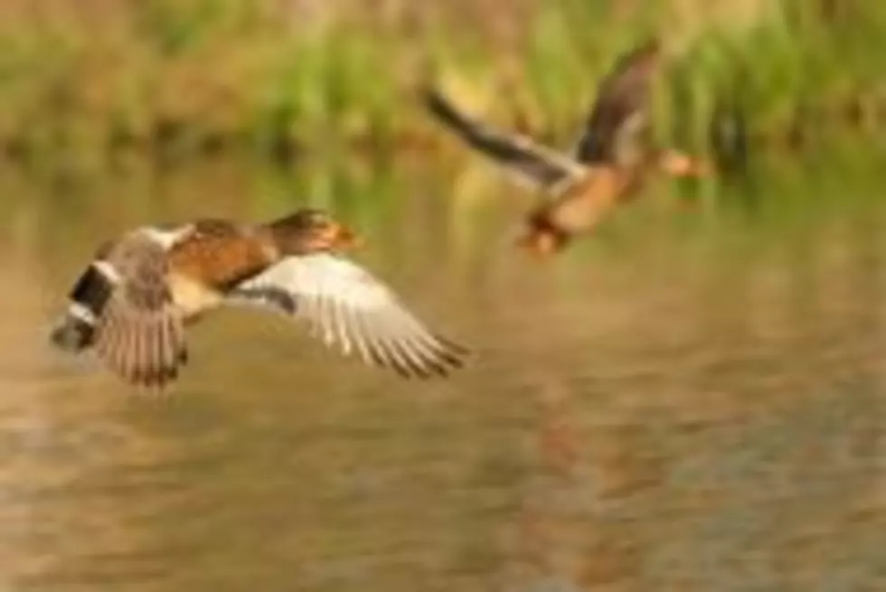 Ducks More Plentiful For Louisiana Hunters This Year