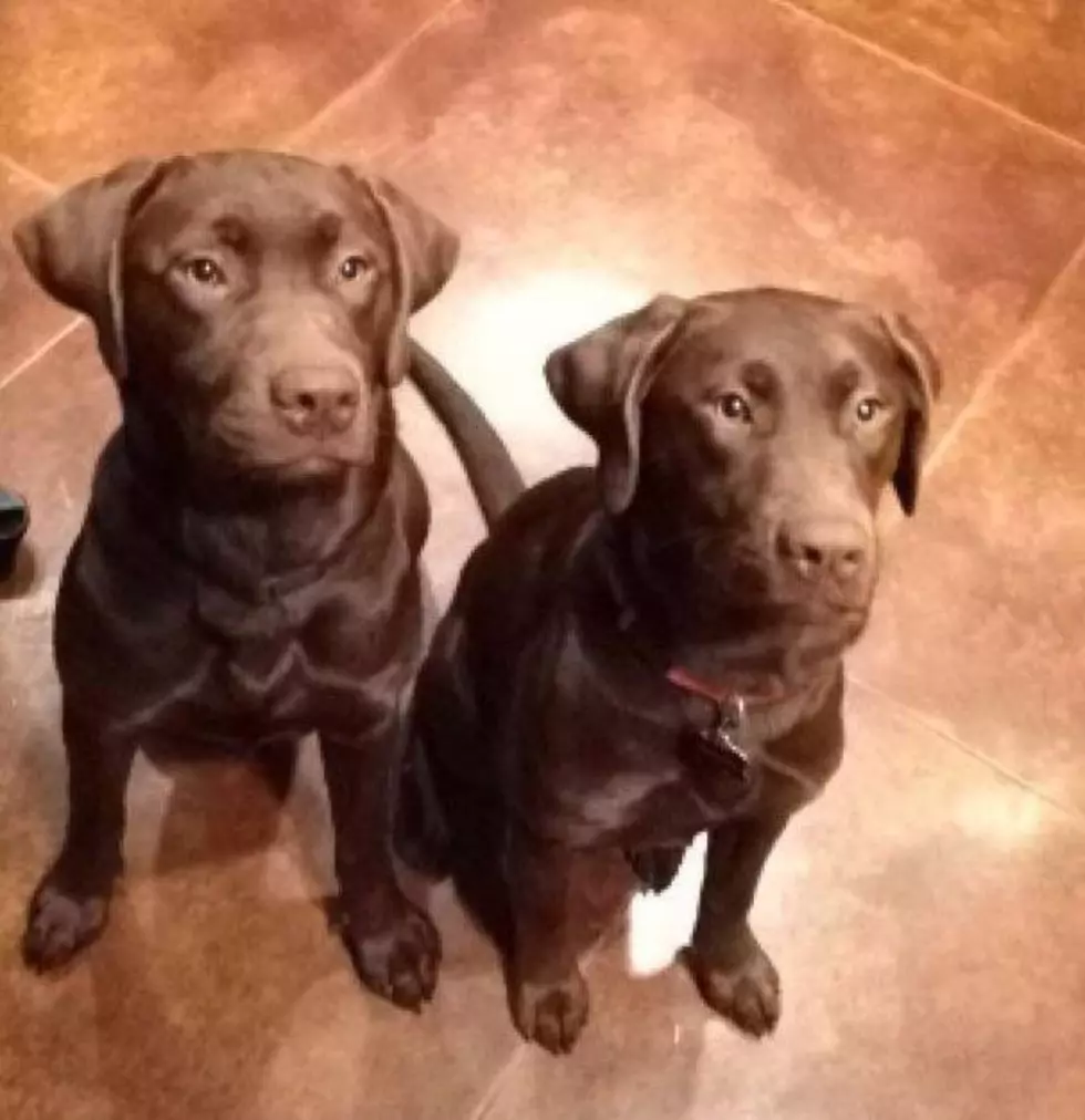 Two Missing Chocolate Labs in Abbeville [Updated]