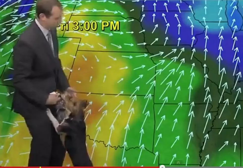Weatherman&#8217;s Dog Doesn&#8217;t Care He&#8217;s Live On Air [Video]