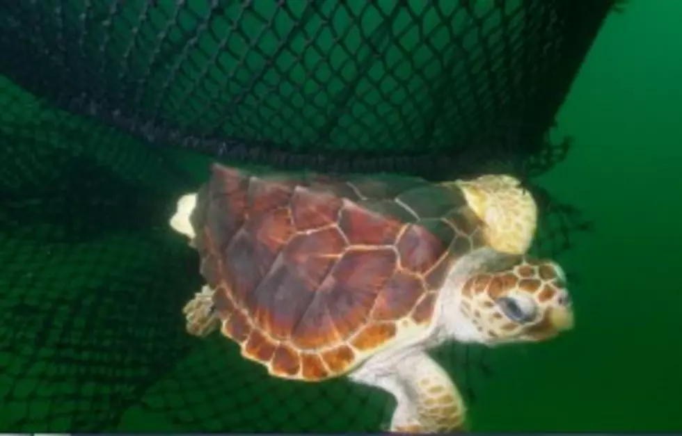 Lawsuit Filed Against Shrimpers On Behalf Of Sea Turtles