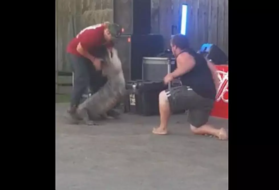 Alligator Almost Bites Man In Half At Spring Crawfish Festival [Video]