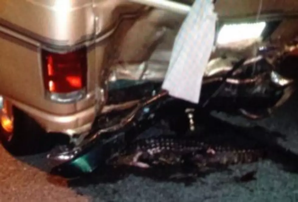 Fatal Car Crash Blamed On Alligator In The Roadway [Graphic Photo]