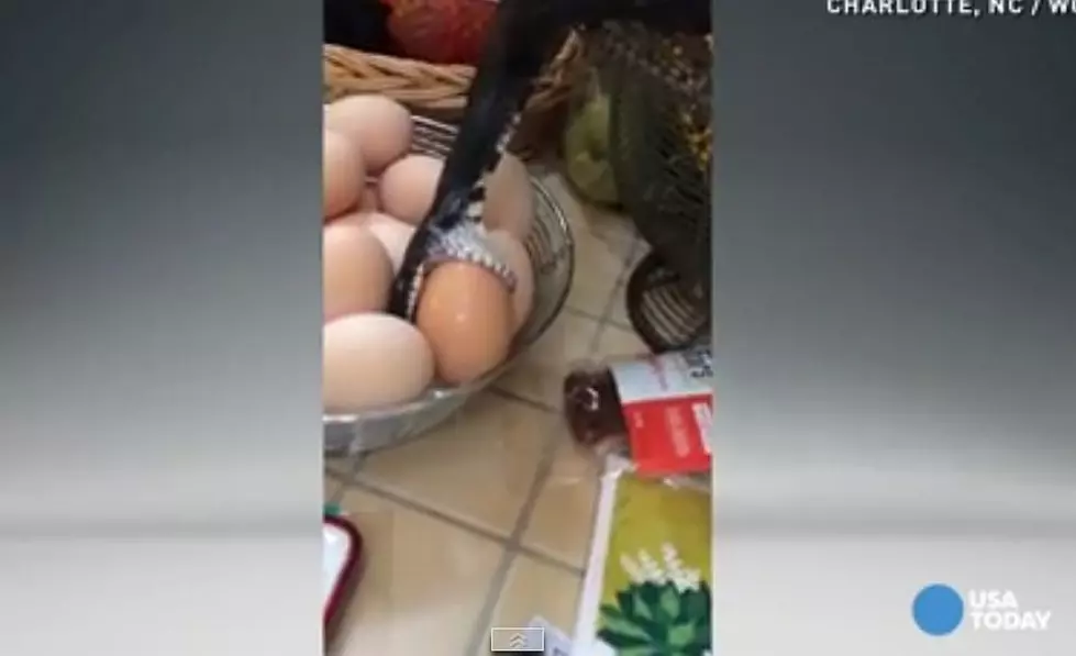 Snake Sneaks Into Family’s House And Starts Eating Eggs On The Kitchen Counter [Video]