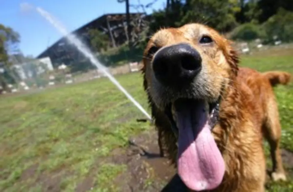 Humane Society Issues Heat Advisory For Pets